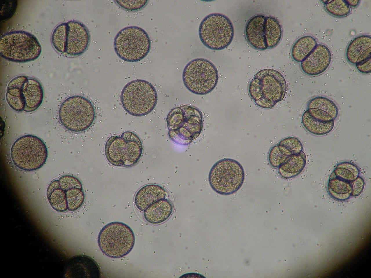 Stem cells and tissue regeneration. Disclosure 38