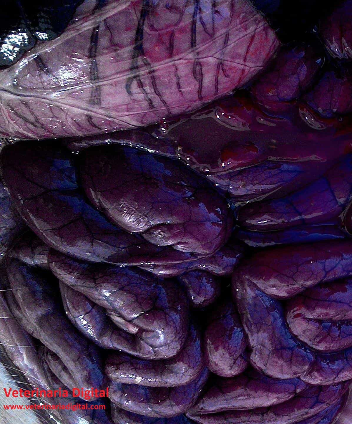 Injury caused by Salmonella in swine