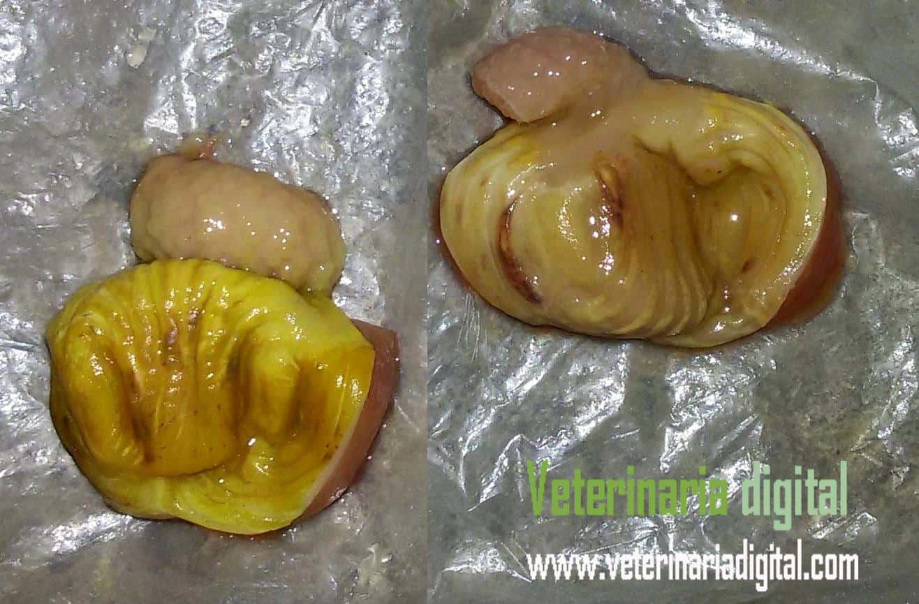 Úlceras en molleja en neonatos por hepatoenteritis tóxica infecciosa aviar