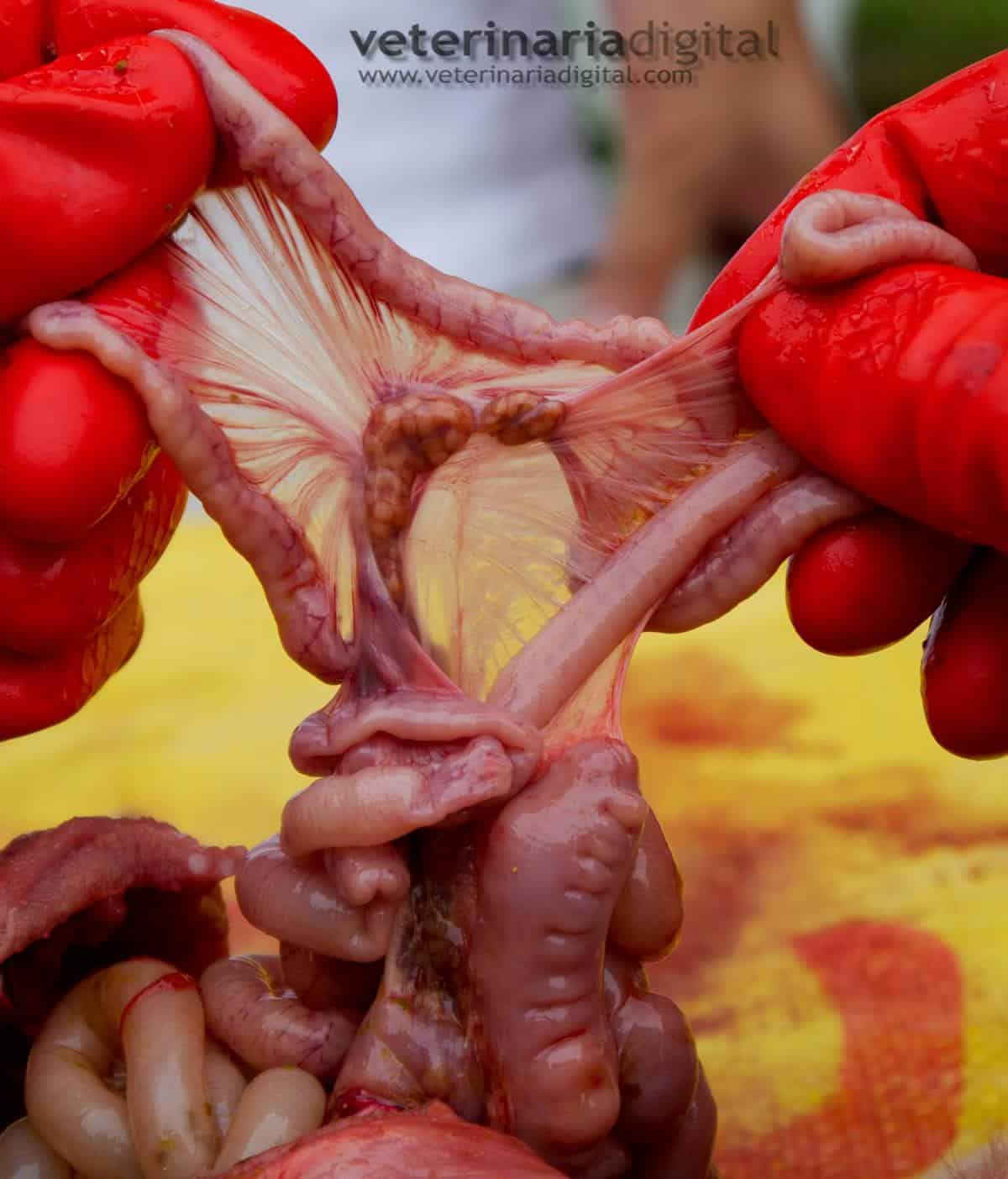 Ganglios de la cadena mesentérica porcina infectados por Actinobacillus suis