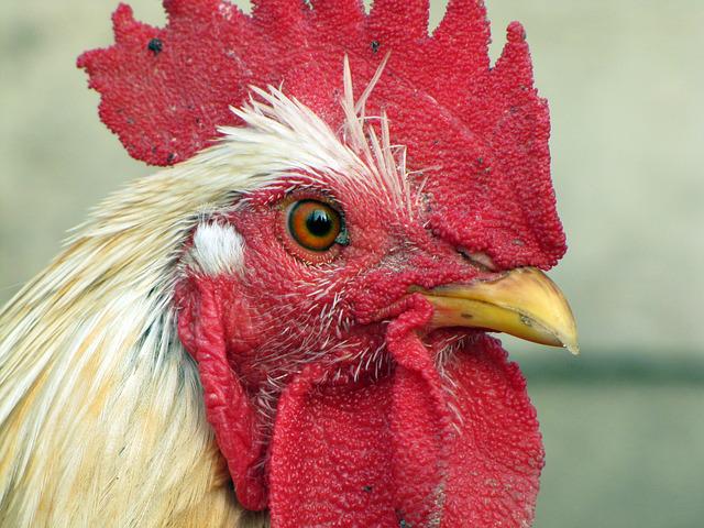 Claves diagnósticos en patología aviar – Infecciosa y parasitaria