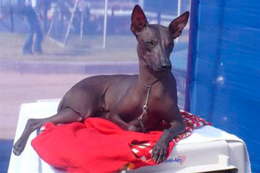 The Xoloitzcuintle and Peruvian hairless dogs