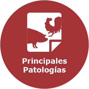 Principales patologías