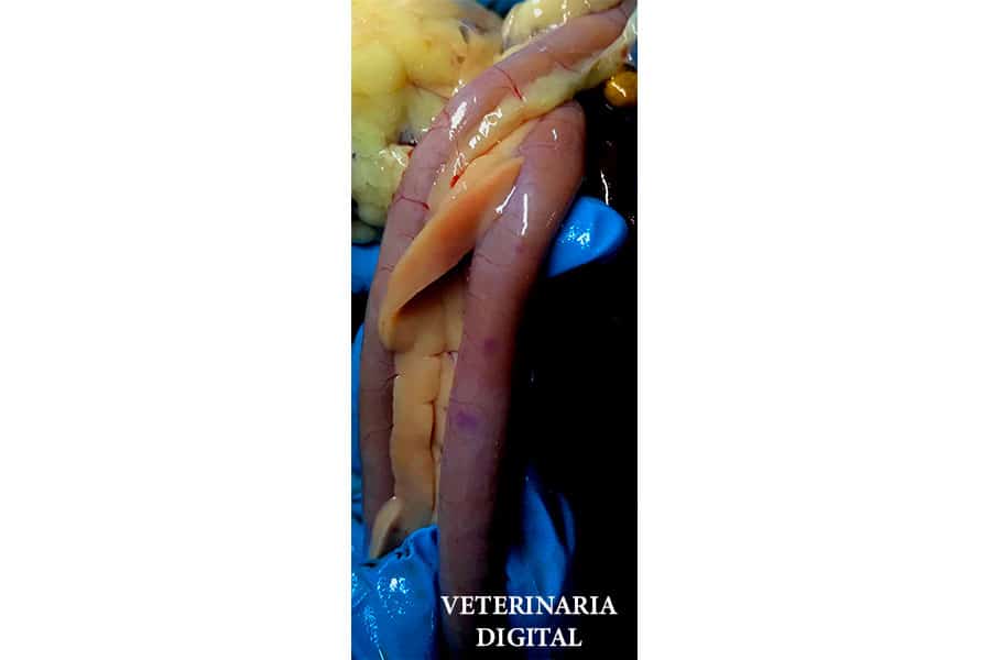 Avian clostridiosis
