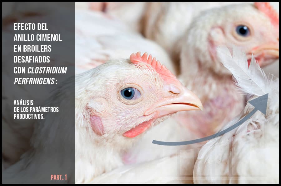 Efecto del anillo cimenol en broilers desafiados con Clostridium perfringens