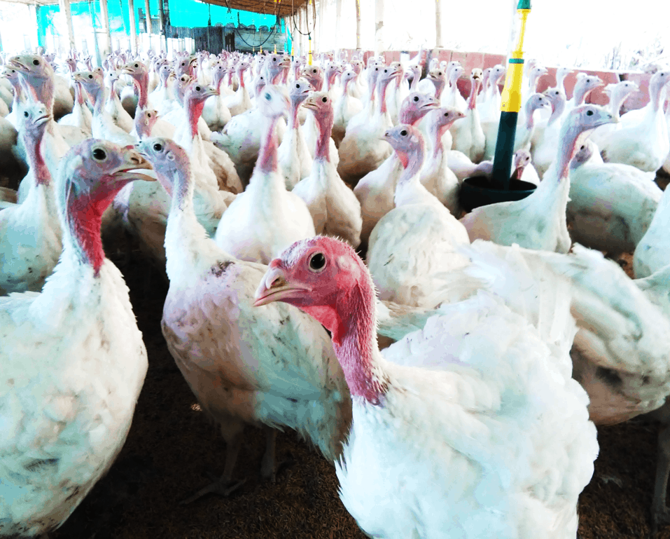 Effect of pronutrients in turkeys