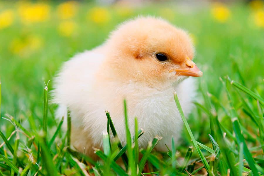 Effect of using pronutrients on productive parametres and mortality in broilers