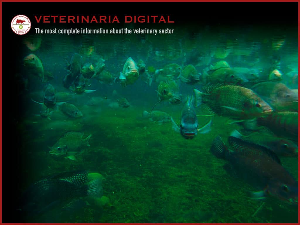Mycotoxicosis in aquaculture and other digestive problems
