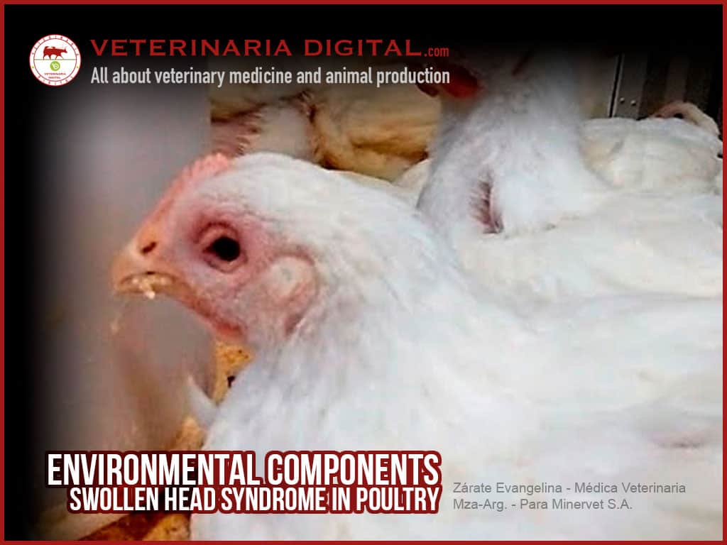 Environmental components and swollen head syndrome in poultry