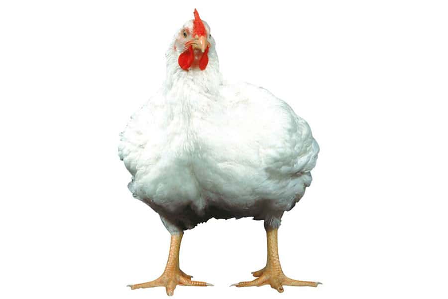 Use of intestinal conditioner pronutrients in broilers