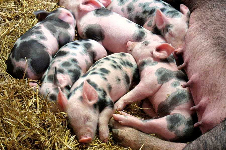 Effect of hepatorregenerative pronutrients on sows and piglets