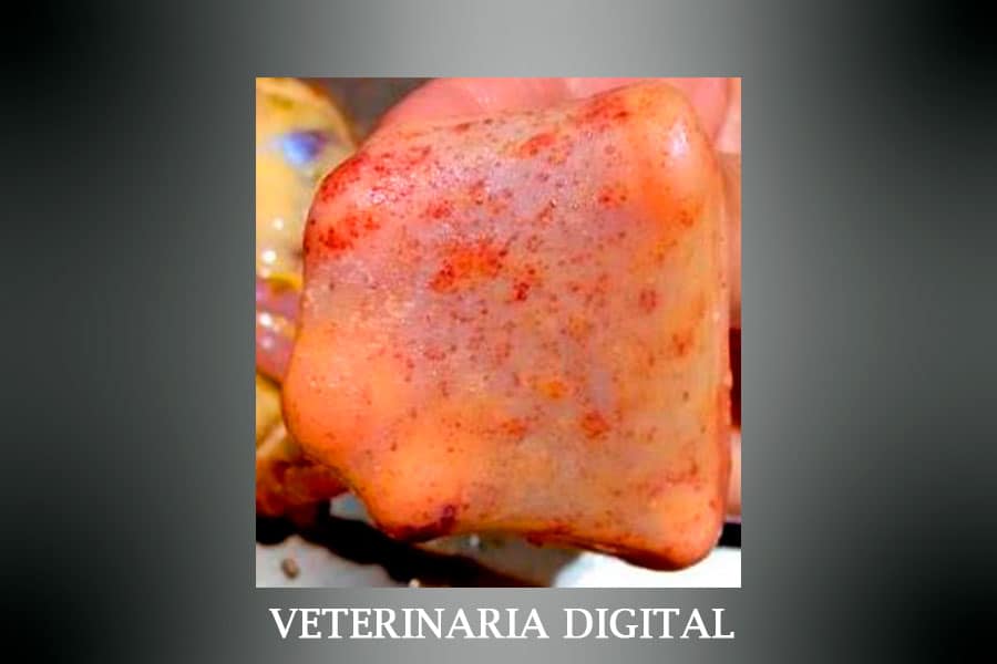 Quemaduras por tricotecenos