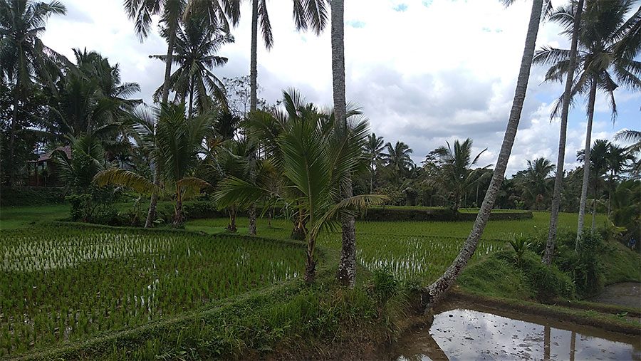 Terrazas de arroz en Lombok