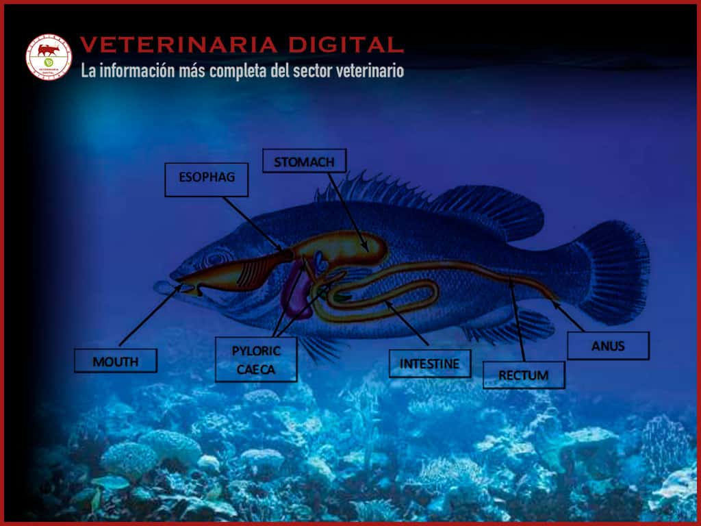 Digestive enzymes in fish