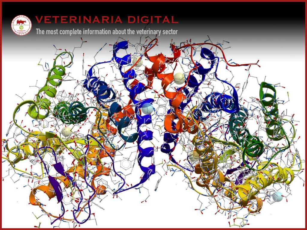 Protease enzymes