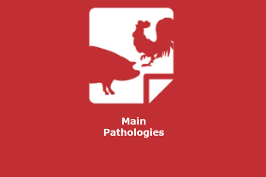 We are launching a new blog: “Main Pathologies in Poultry and Swine”