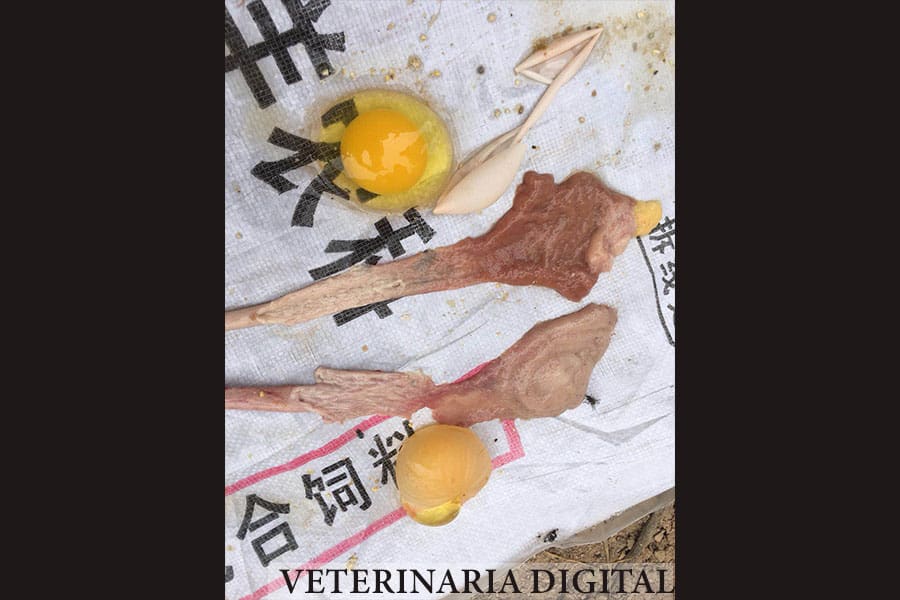 Oviductos normales y huevos sin calcificar