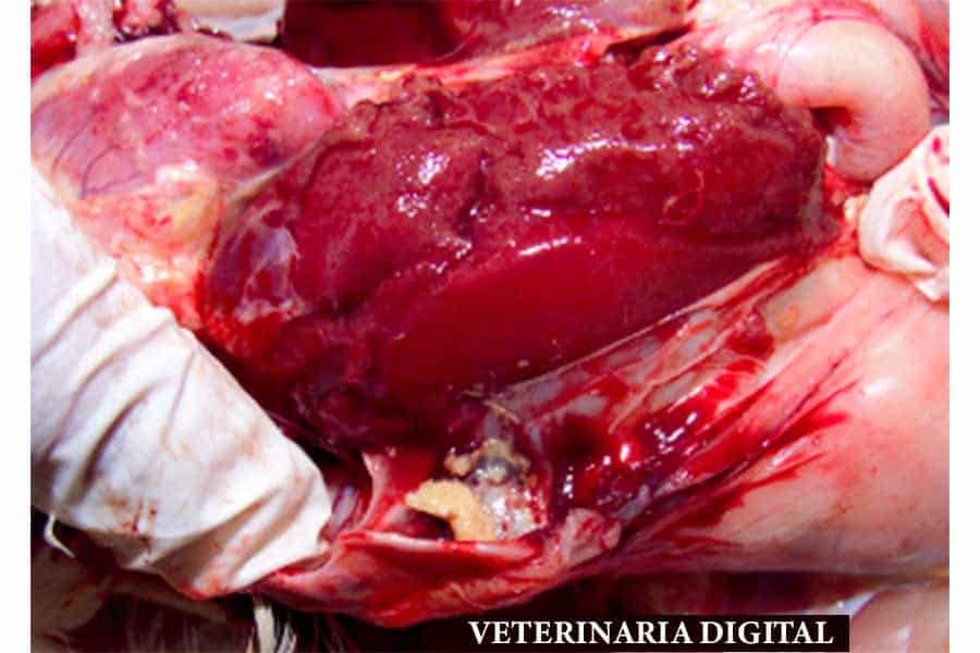 Friable liver