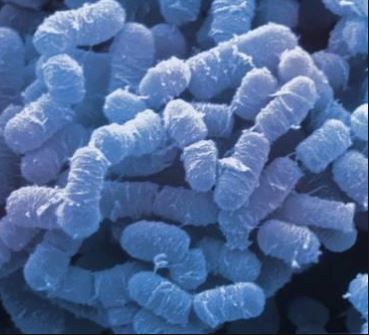 Cimenol ring reduces Clostridium perfringens CFU in culture plates