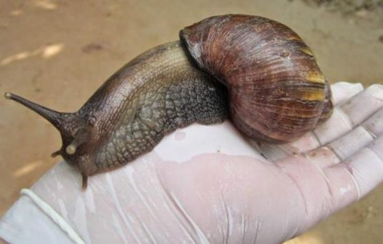 The African giant land snail is now present in Peru