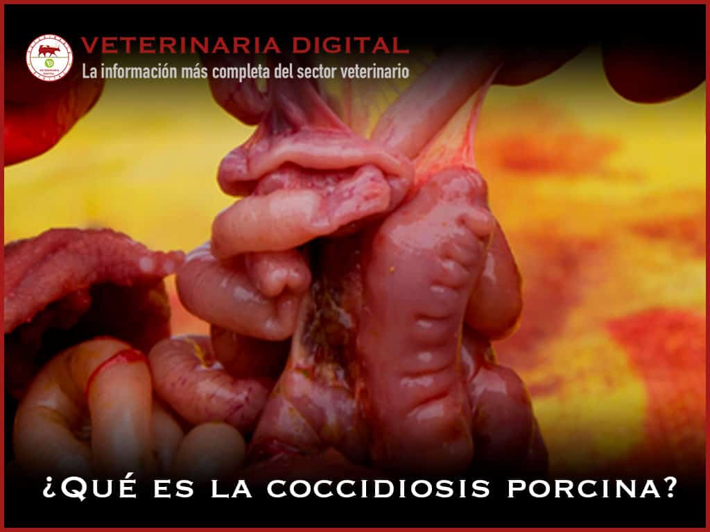 Coccidiosis porcina