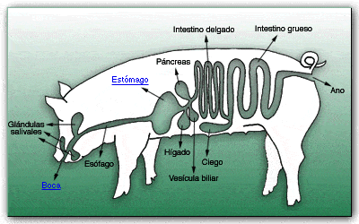 Intestinal conditioners (pronutrients) improve digestion efficiency