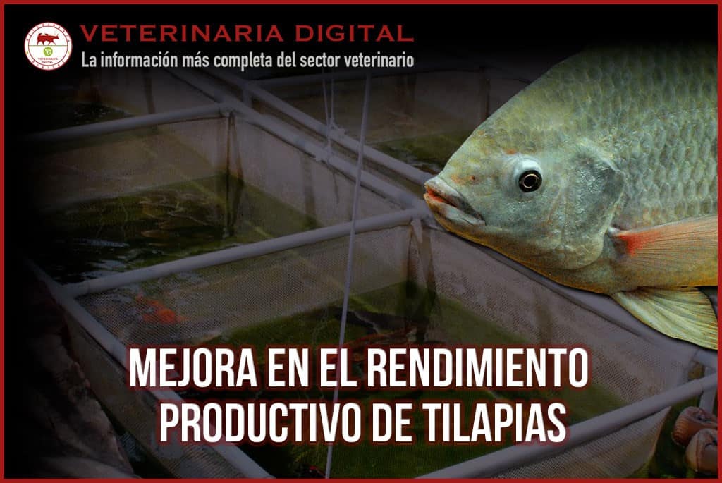 Mejora en el rendimiento productivo de tilapias gracias a la inclusión de pronutrientes acondicionadores intestinales en la dieta