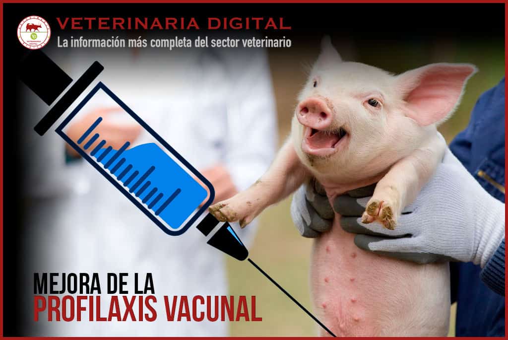 Mejora de la profilaxis vacunal frente Mycoplasma e influenza en cerdos debido a la utilización de pronutrientes inmunoestimulantes