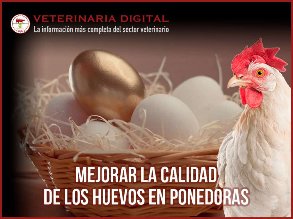La salud intestinal y su relación con la calidad del huevo