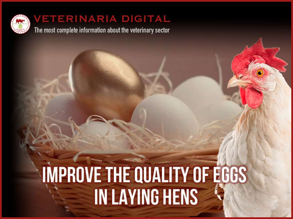 Connection between intestinal health and egg quality