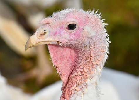 Use of immunobooster pronutrients in turkeys vaccinated against hemorrhagic enteritis (adenovirus)