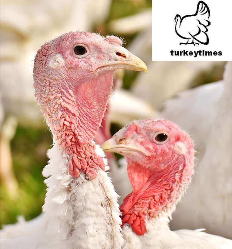 Biovet presented its range of pronutrients in the United Kingdom for the improvement of the digestive system in turkeys