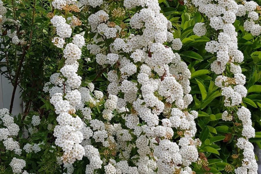Flores
