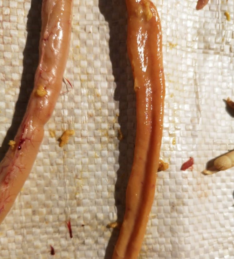 Aceite de soja y Eimeria acervulina