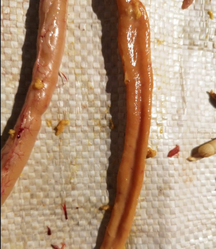 Soybean oil and Eimeria acervulina