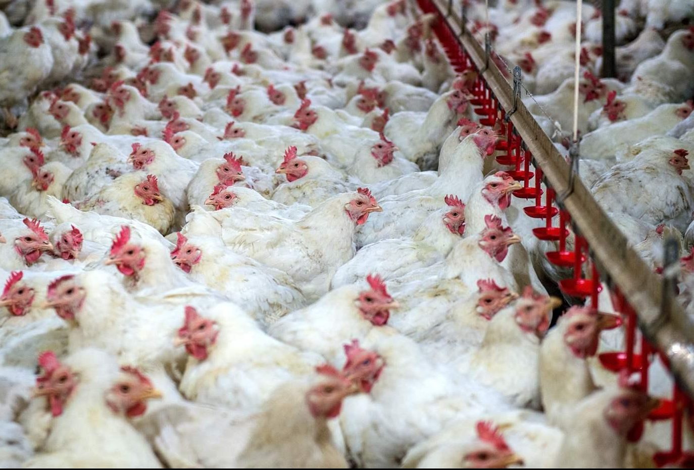 Biovet S.A. visit some of the largest poultry producers in South Africa