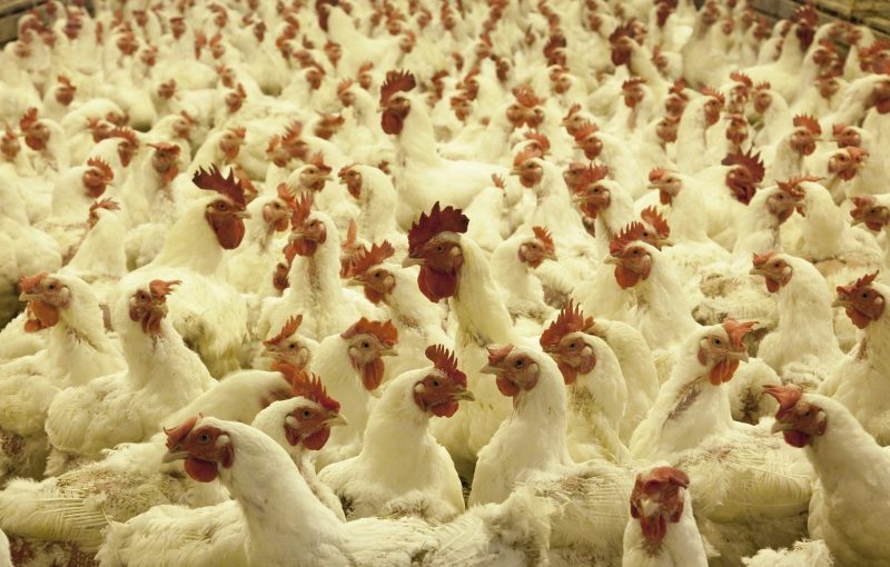 Mejora de la eficacia vacunal con pronutrientes inmunoestimulantes en pollo de engorde