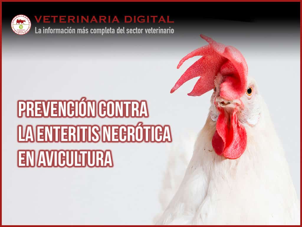 Impacto de la enteritis necrótica en aves y su prevención mediante el uso de un aditivo natural basado en el anillo cimenol