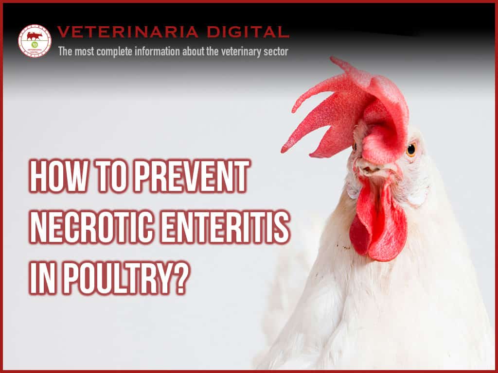 Impact of necrotic enteritis in birds and its prevention through the use of a natural additive based on cimenol ring