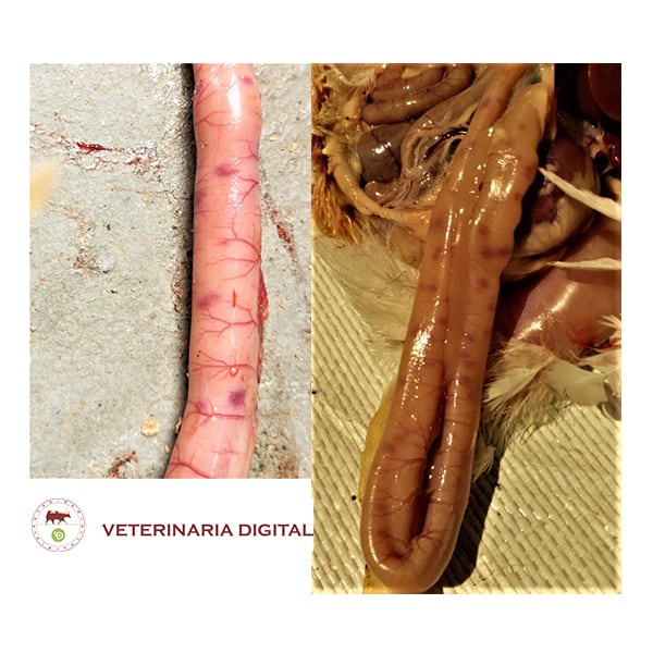 Avian necrotic enteritis