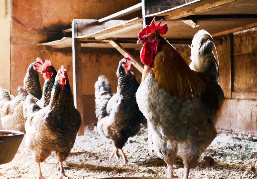 Biovet visits some of the main poultry companies in Bolivia and Paraguay