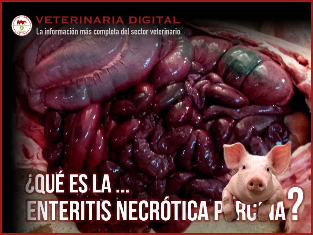 Enteritis Necrótica Porcina