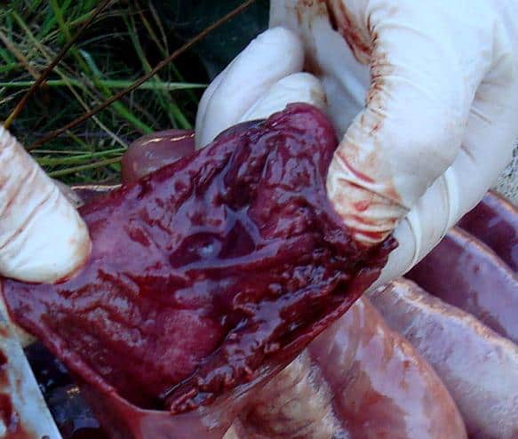 Porcine Necrotic Enteritis 2
