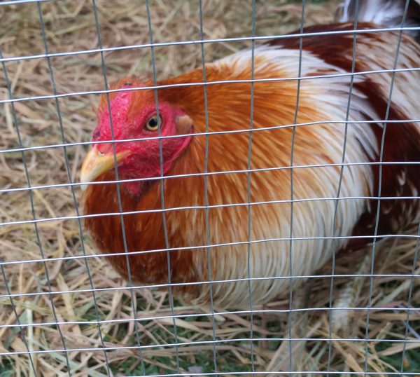 Study of the efficacy of liver conditioner pronutrients in broilers fed with aflatoxin-contaminated feed