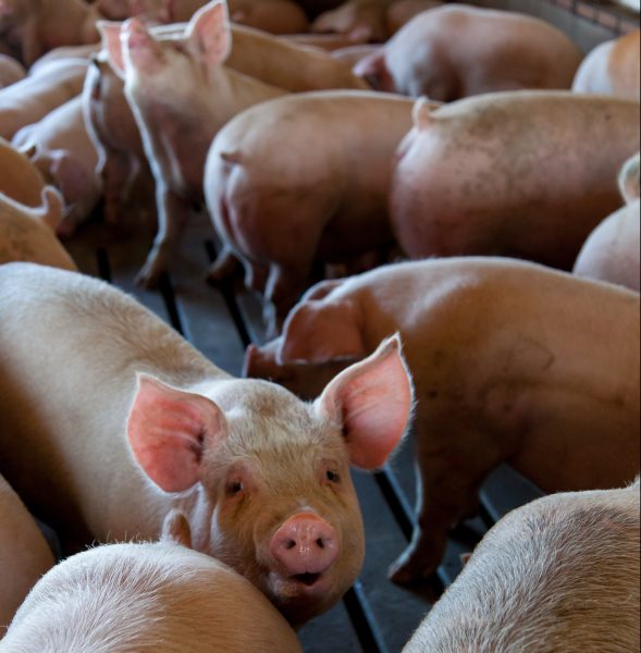 Effect of immunostimulant pronutrients in fattening pigs