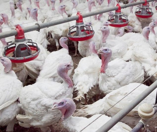 Biovet visita una universidad en Carolina del Norte y productores avícolas de los Estados Unidos