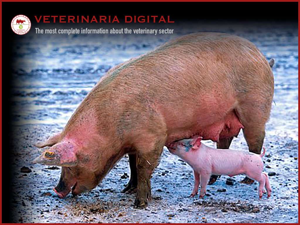 Post-weaning diarrhea: control through the use of intestinal conditioner pronutrients