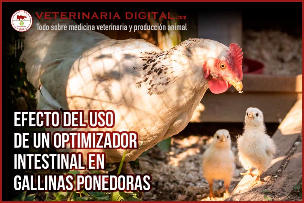 Efecto del uso de un optimizador intestinal en gallinas ponedoras