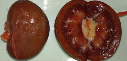 Aflatoxicosis renal en caprino