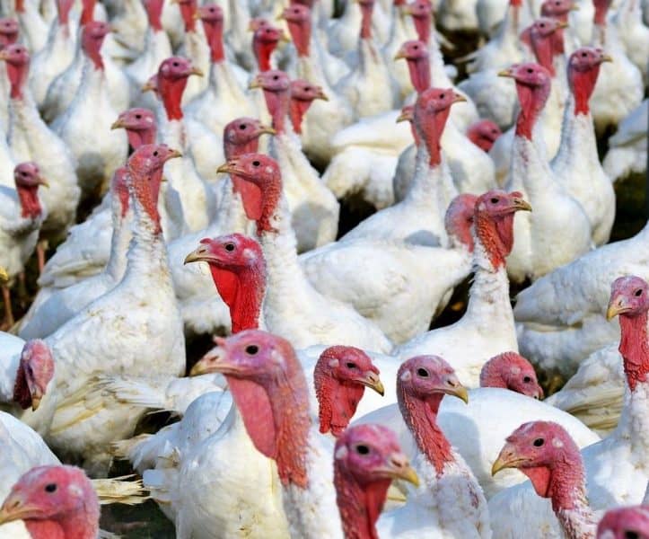 Uso de pronutrientes para combatir la cochlosomiasis en pavos